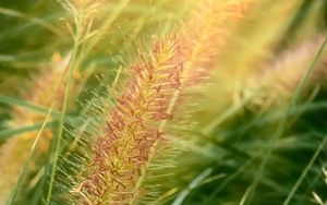 Preview wallpaper grass, ears, plant, field, macro
