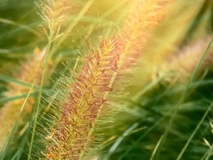 Preview wallpaper grass, ears, plant, field, macro