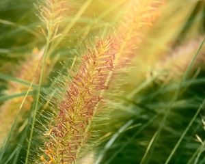 Preview wallpaper grass, ears, plant, field, macro