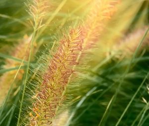 Preview wallpaper grass, ears, plant, field, macro