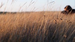 Preview wallpaper grass, ears, plants, field, nature