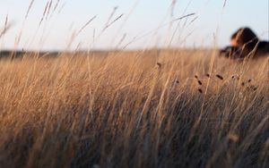 Preview wallpaper grass, ears, plants, field, nature