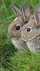 Preview wallpaper grass, ears, rabbits, three, eyes