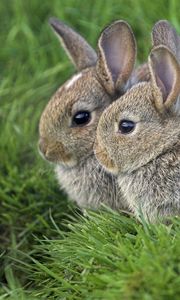 Preview wallpaper grass, ears, rabbits, three, eyes