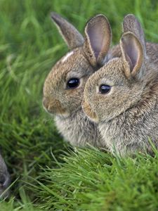 Preview wallpaper grass, ears, rabbits, three, eyes