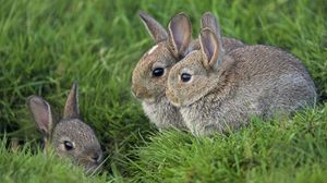 Preview wallpaper grass, ears, rabbits, three, eyes