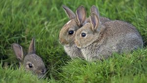 Preview wallpaper grass, ears, rabbits, three, eyes