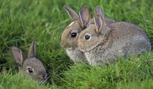 Preview wallpaper grass, ears, rabbits, three, eyes