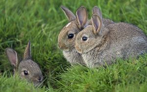 Preview wallpaper grass, ears, rabbits, three, eyes