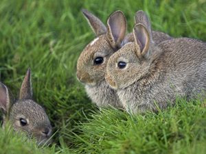 Preview wallpaper grass, ears, rabbits, three, eyes