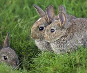 Preview wallpaper grass, ears, rabbits, three, eyes