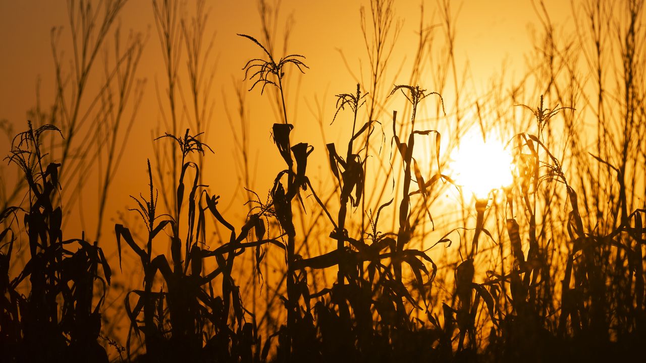 Wallpaper grass, ears, silhouette, sunset