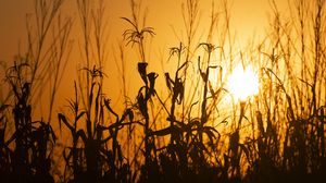 Preview wallpaper grass, ears, silhouette, sunset