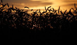 Preview wallpaper grass, ears, silhouettes, twilight, dark