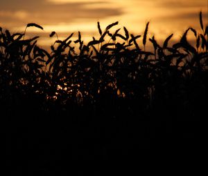 Preview wallpaper grass, ears, silhouettes, twilight, dark