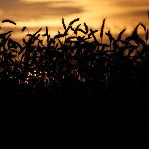 Preview wallpaper grass, ears, silhouettes, twilight, dark