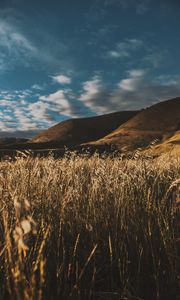 Preview wallpaper grass, ears, sky, wind