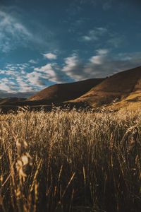 Preview wallpaper grass, ears, sky, wind