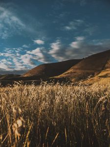 Preview wallpaper grass, ears, sky, wind