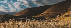 Preview wallpaper grass, ears, sky, wind