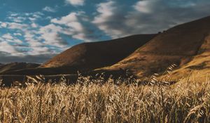 Preview wallpaper grass, ears, sky, wind