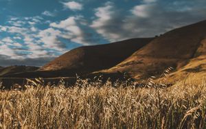 Preview wallpaper grass, ears, sky, wind