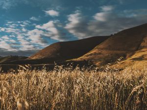 Preview wallpaper grass, ears, sky, wind