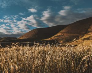 Preview wallpaper grass, ears, sky, wind
