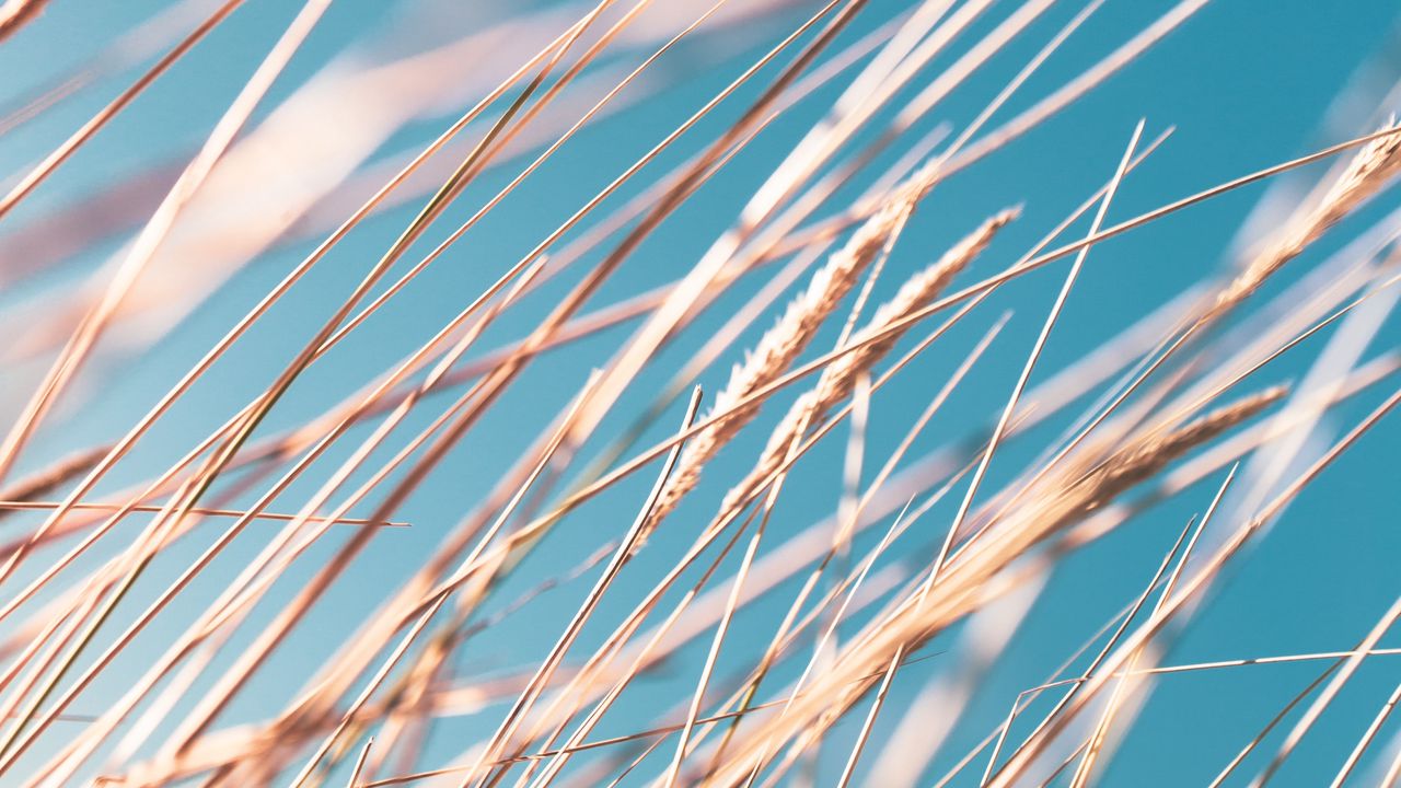 Wallpaper grass, ears, sky, macro