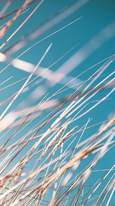 Preview wallpaper grass, ears, sky, macro