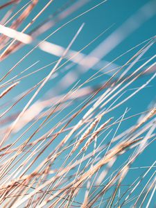 Preview wallpaper grass, ears, sky, macro