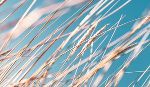 Preview wallpaper grass, ears, sky, macro