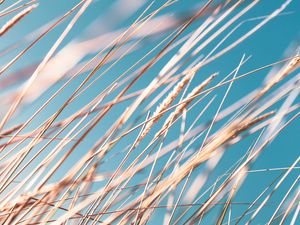 Preview wallpaper grass, ears, sky, macro