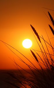 Preview wallpaper grass, ears, sunset, sun, dark