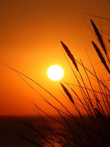 Preview wallpaper grass, ears, sunset, sun, dark
