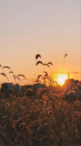 Preview wallpaper grass, ears, sunset, sun, dusk