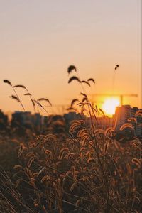 Preview wallpaper grass, ears, sunset, sun, dusk
