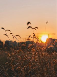 Preview wallpaper grass, ears, sunset, sun, dusk