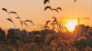 Preview wallpaper grass, ears, sunset, sun, dusk