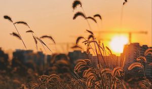 Preview wallpaper grass, ears, sunset, sun, dusk