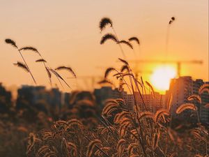 Preview wallpaper grass, ears, sunset, sun, dusk