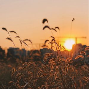 Preview wallpaper grass, ears, sunset, sun, dusk