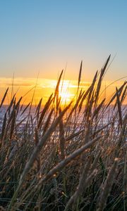 Preview wallpaper grass, ears, water, sun, sunset, nature