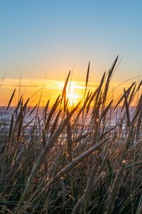 Preview wallpaper grass, ears, water, sun, sunset, nature