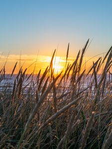 Preview wallpaper grass, ears, water, sun, sunset, nature
