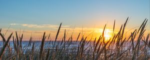 Preview wallpaper grass, ears, water, sun, sunset, nature
