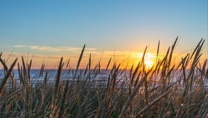 Preview wallpaper grass, ears, water, sun, sunset, nature