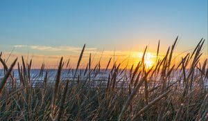 Preview wallpaper grass, ears, water, sun, sunset, nature
