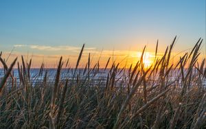 Preview wallpaper grass, ears, water, sun, sunset, nature