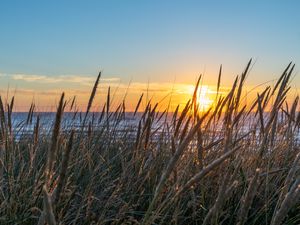 Preview wallpaper grass, ears, water, sun, sunset, nature